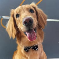 Perro feliz atendido en La Güaudería VIP
