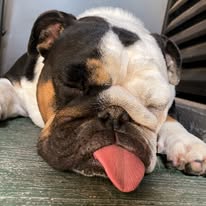 Bulldog descansando